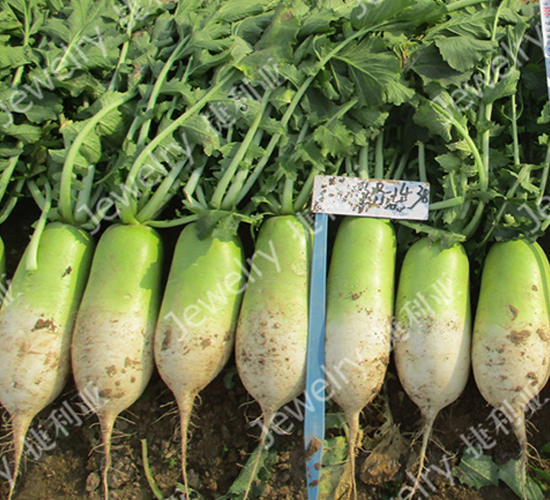 新綠1438-蘿卜種子-捷利亞