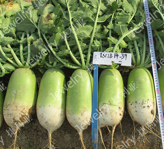 新綠1439-蘿卜種子-捷利亞