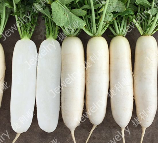 捷夏美50-蘿卜種子-捷利亞
