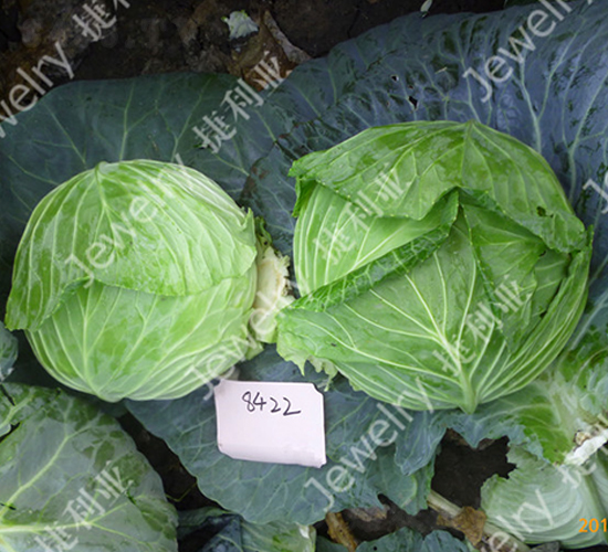 �ݸ�8422-���{(l��n)�N��-������