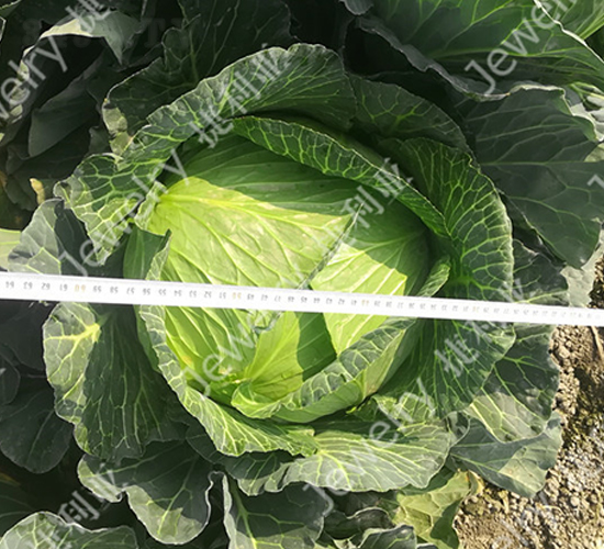 捷甘15226-甘藍(lán)種子-捷利亞