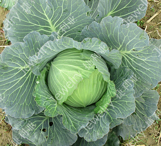 捷甘14669-甘藍(lán)種子-捷利亞