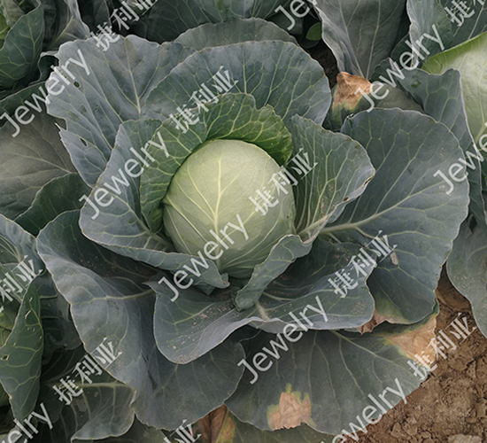 ������1675-���{(l��n)�N��-������