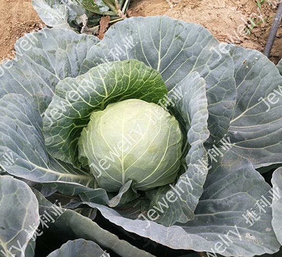 捷利亞1676-甘藍(lán)種子-捷利亞