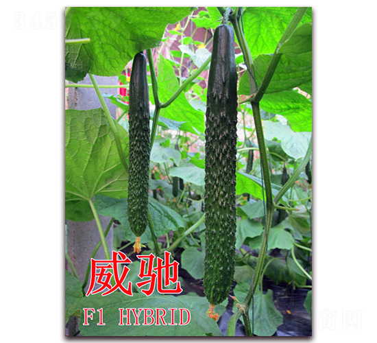 威馳-黃瓜種子-冠盛農(nóng)業(yè)
