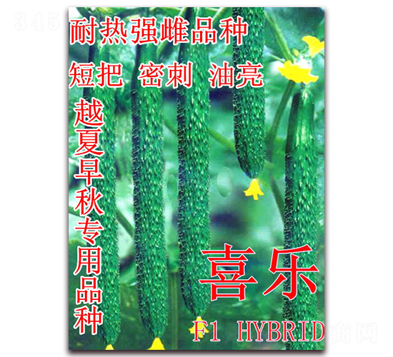 喜樂(lè)-黃瓜種子-冠盛農(nóng)業(yè)