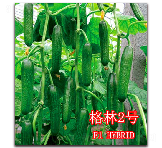 格林2號-黃瓜種子-冠盛農業(yè)