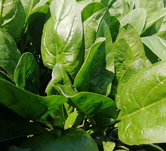 富友勝美-菠菜種子-東亞