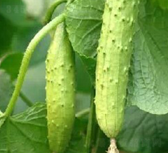 四季優(yōu)美-黃瓜種子-東亞