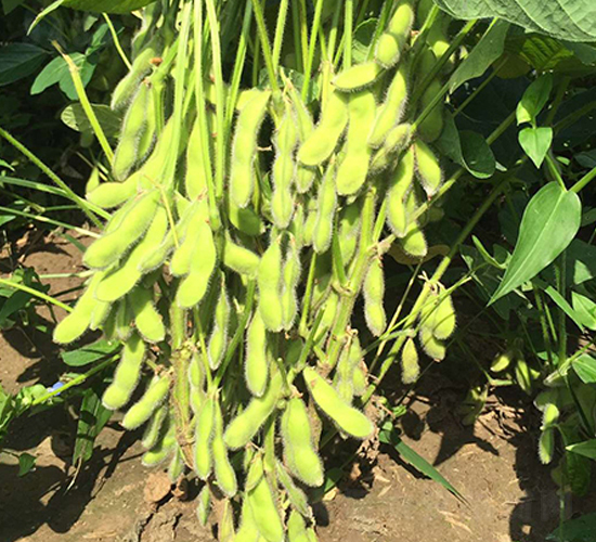 東豆37-大豆種子-東亞