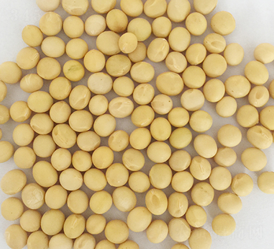 鐵豐29號(hào)-大豆種子-東亞