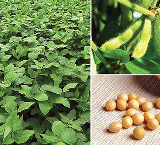 東豆七號-大豆種子-東亞