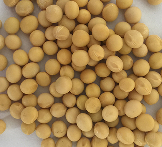 東豆29號-大豆種子-東亞