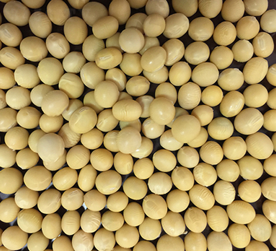 東豆九號-大豆種子-東亞