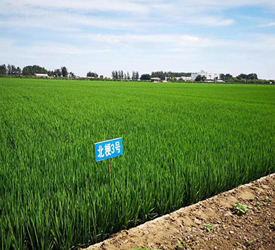 北粳3號(hào)-水稻種子-東亞