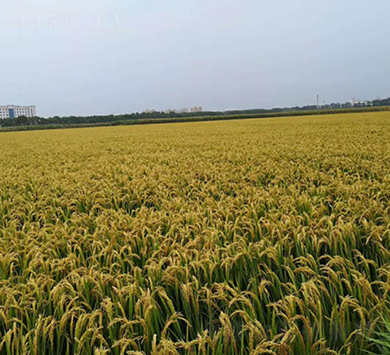 ���h��65-ˮ���N��-�|��