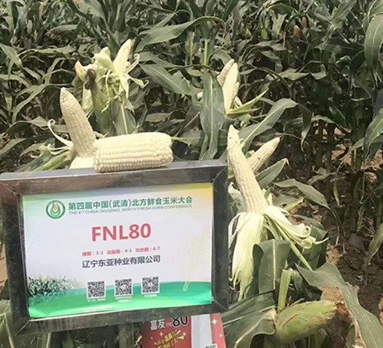 FNL80-玉米種子-東亞