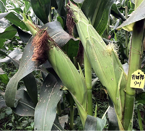 彩甜糯1701-玉米種子-東亞