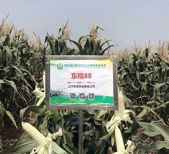 東糯88-玉米種子-東亞