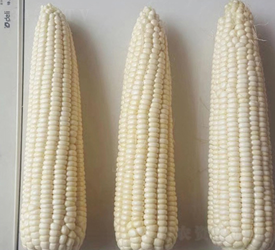 東糯120-玉米種子-東亞