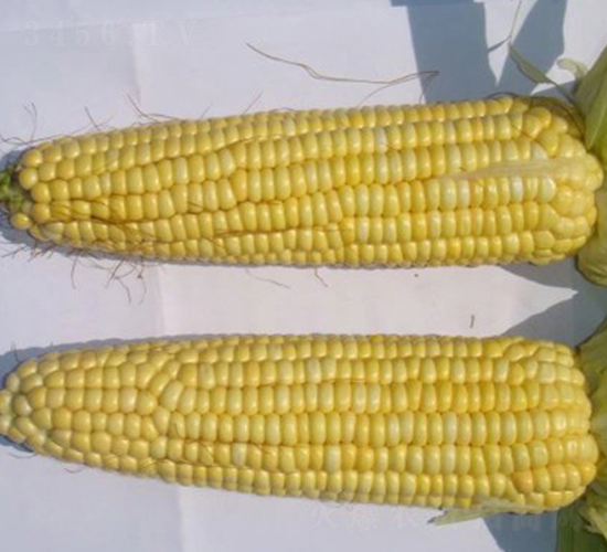 富粘1號-玉米種子-東亞