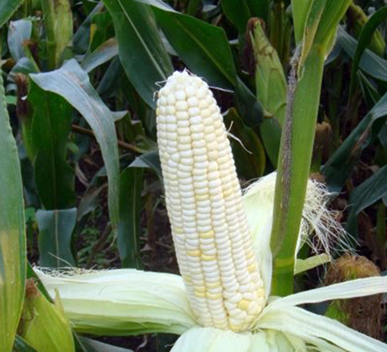 沈糯3號-玉米種子-東亞