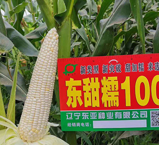 東甜糯100-玉米種子-東亞