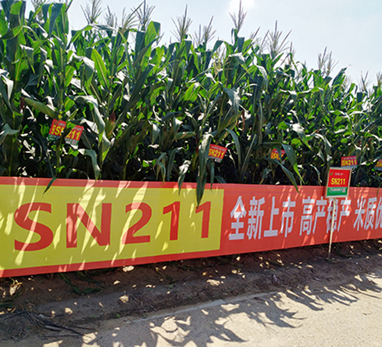 SN211-���׷N��-�|��