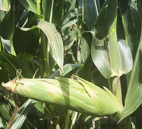 東單11號-玉米種子-東亞