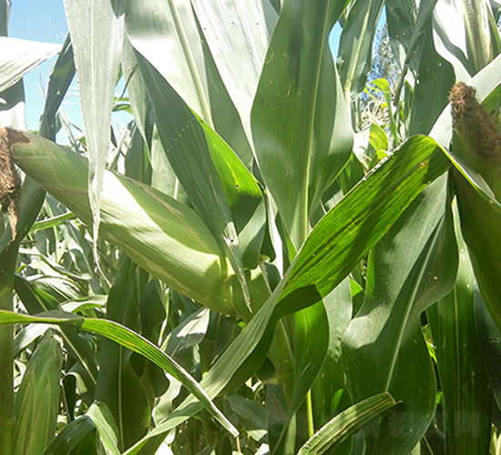 �|��70-���׷N��-�|��