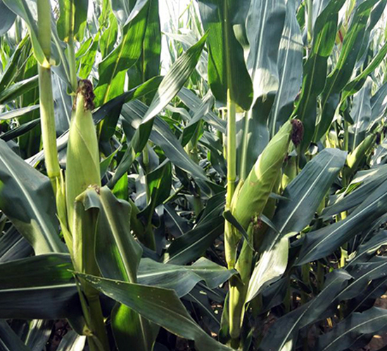 東單1501-玉米種子-東亞