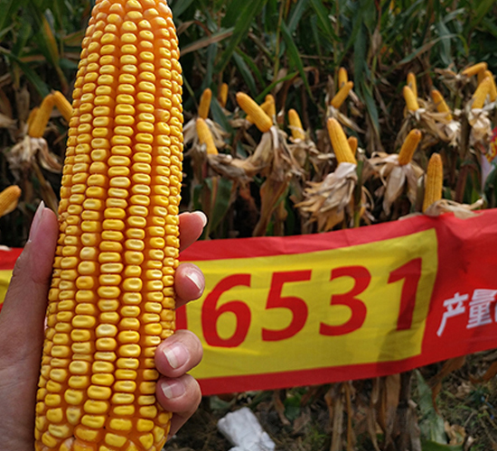 �|��6531����-���׷N��-�|��