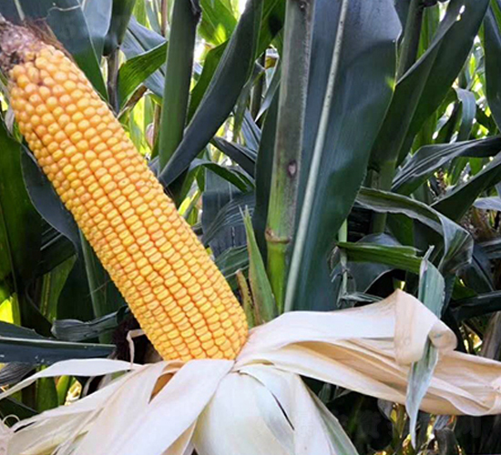 ����9̖-���׷N��-�|��