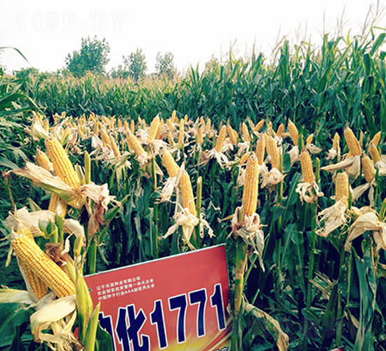 �ϻ�1771-���׷N��-�|��