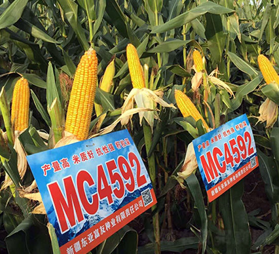 MC4592-���׷N��-�|��