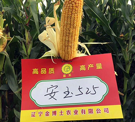 安玉525-玉米種子-東亞
