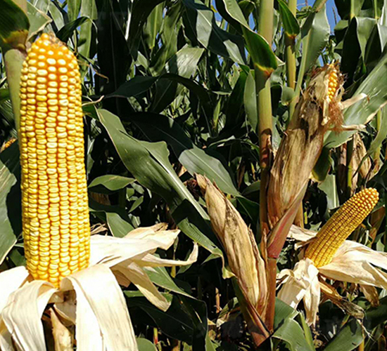 ����579-���׷N��-�|��