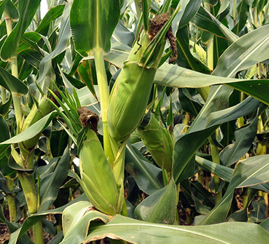 東白501-玉米種子-東亞