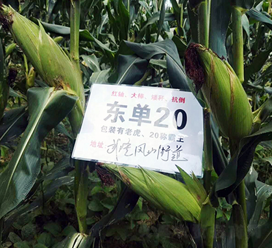 東單20-玉米種子-東亞