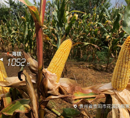 �|��100̖-���׷N��-�|��