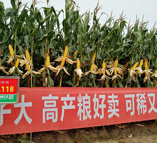 東單118玉米種子-東亞