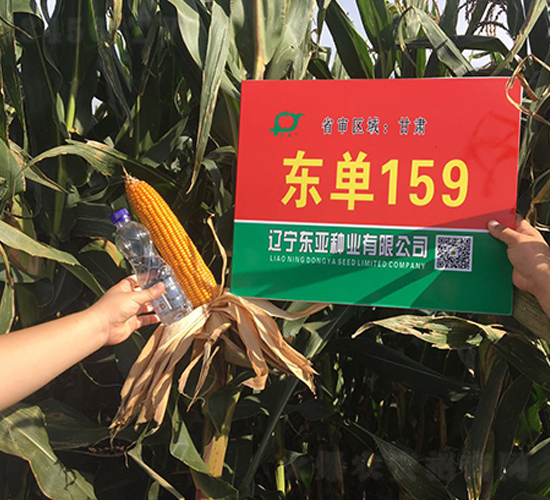 東單159-玉米種子-東亞