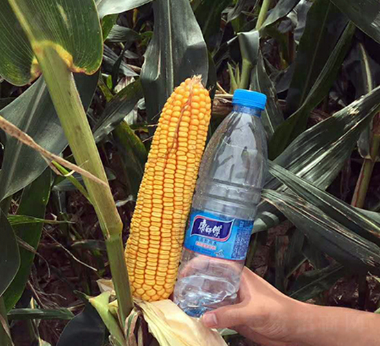 東單719-玉米種子-東亞