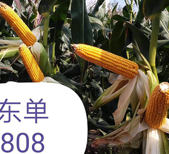 東單808-玉米種子-東亞