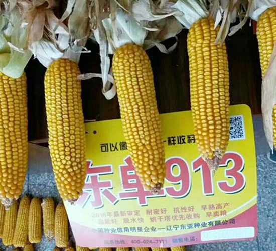 東單913-玉米種子-東亞