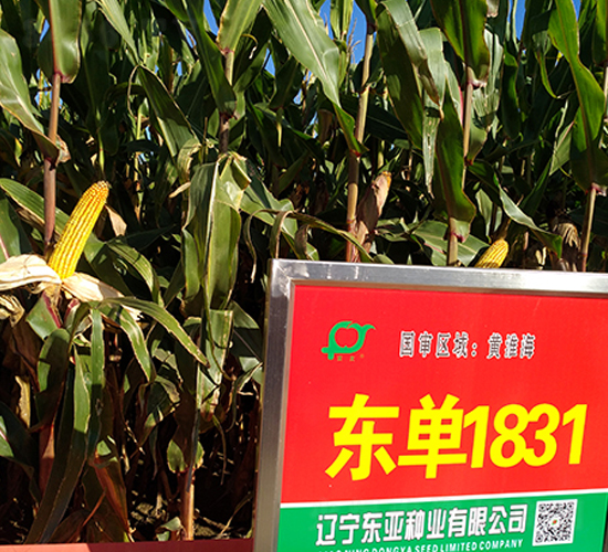 東單1831-玉米種子-東亞