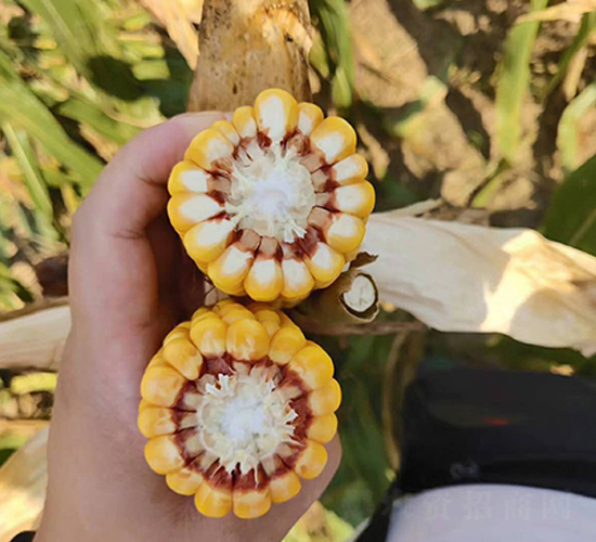 東單2184-玉米種子-東亞