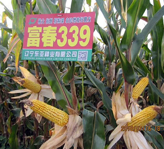 富春339-玉米種子-東亞