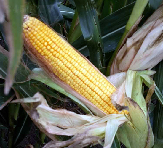 富友123-玉米種子-東亞