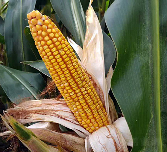 富友1921-玉米種子-東亞